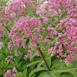 'Joe-Pye-Weed'