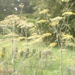 Fennel