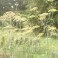 Fennel