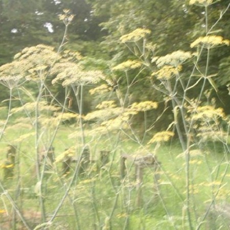 Fennel