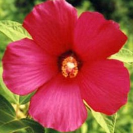 Hibiscus 'Southern Belle'