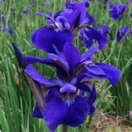 Iris Siberian "Caesar's Brother"
