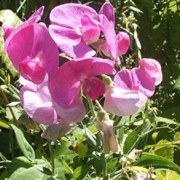 Perennial Sweet Pea- Pink