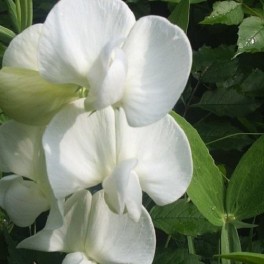 Perennial Sweet Pea - White