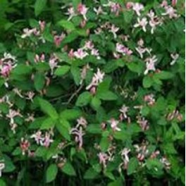 Pink Tartarian Honeysuckle Bush