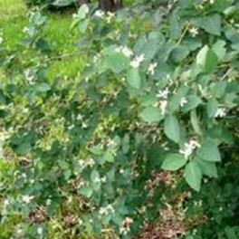 White Tartarian Honeysuckle Bush
