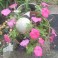 Petunia Mix (Purple 'Explorer Blue', Pink