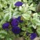 Petunia Mix (Purple 'Explorer Blue', Pink