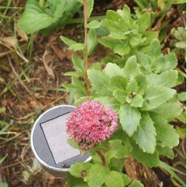 Hylotelephium 'Blade Runner'