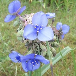 Little Doll Spiderwort - Lavender