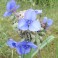 Little Doll Spiderwort - Lavender