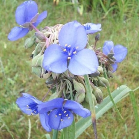 Spiderwort 