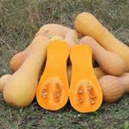 Amish Butternut Squash