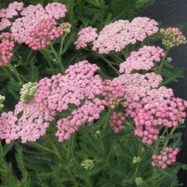 'Pink Grapefruit'