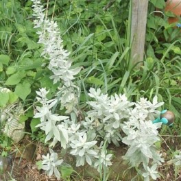 'Silver King' 'Louisiana Sagewort'