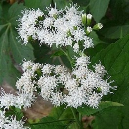 'Chocolate Snakeroot'