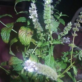 Spearmint