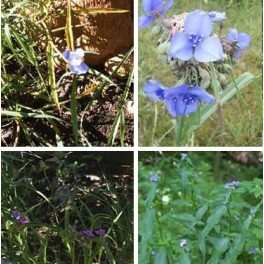 Mixed Spiderwort -Baby Blue