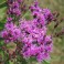 Ironweed