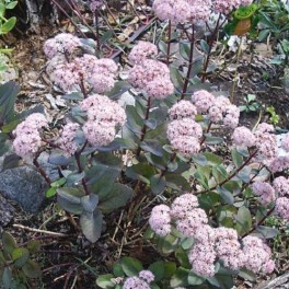 Sedum Mixed ('Brilliant', 'Autumn Joy' & 'Neon')