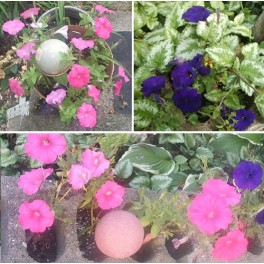 Petunia Mix (Purple 'Explorer Blue', Pink)