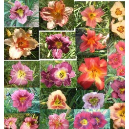 Daylily Mix