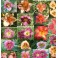 Daylily Mix