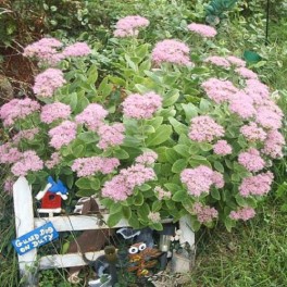 Sedum Mixed ('Brilliant', 'Autumn Joy' & 'Neon')