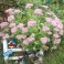 Sedum Mixed ('Brilliant', 'Autumn Joy' & 'Neon')
