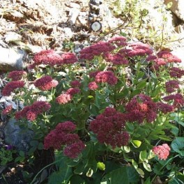 Sedum Mixed ('Brilliant', 'Autumn Joy' & 'Neon')