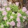 Sedum 'Brilliant'