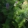 Hummingbird Mint 'Blue'