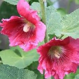 Hollyhocks Pink, Deep Pink, White Single