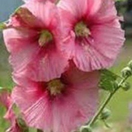 Hollyhocks Mix (Pink, Deep Pink, White Single)