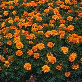 500+ French Marigold Seeds (Tagetes Patula)