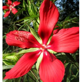 Texas Star Hibiscus