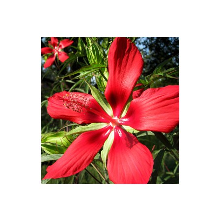 Texas Star Hibiscus