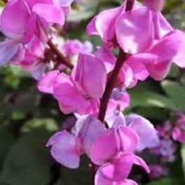 Hyacinth Bean