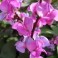 Hyacinth Bean