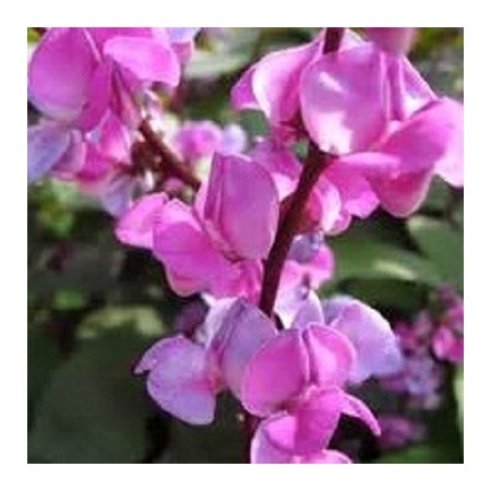 Hyacinth Bean