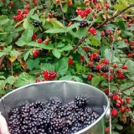 Wild Blackberry