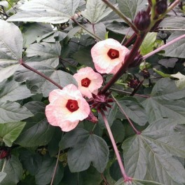 Rare FL CRANBERRY - Manchester Black