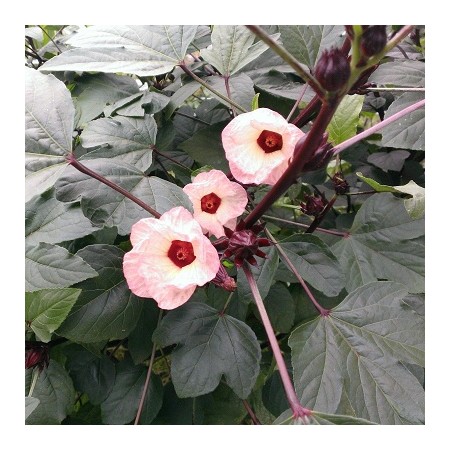 Rare FL CRANBERRY - Manchester Black