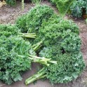 S060X01. Kale - Dwarf Blue Curled x 1