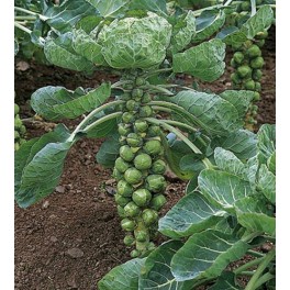 S112X01. Brussell Sprouts Long Island x 1