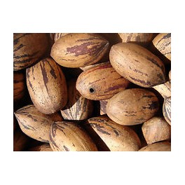 Northern Pecan - American Native 