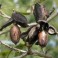 Northern Pecan - American Native 