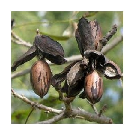 Northern Pecan - American Native 