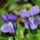 Sweet Violets - Viola Odorata