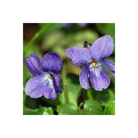 Sweet Violets - Viola Odorata